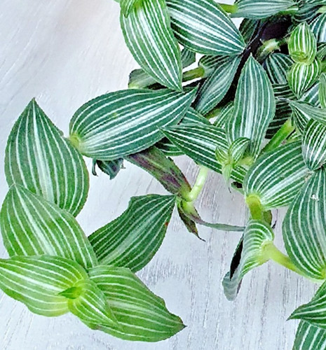Tradescantia calisia - 4,