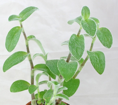 Tradescantia sillamontana - tradescantia,