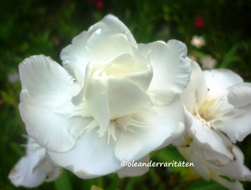 Oleander stecklinge porto - oleander,